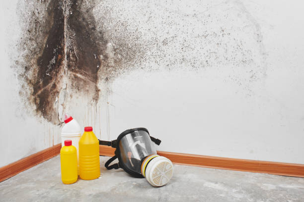 Best Insurance-Related Mold Remediation in Paris, TX