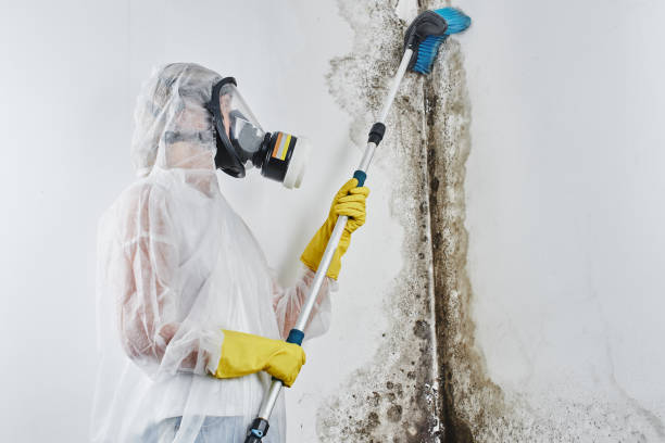 Best Emergency Mold Remediation in Paris, TX