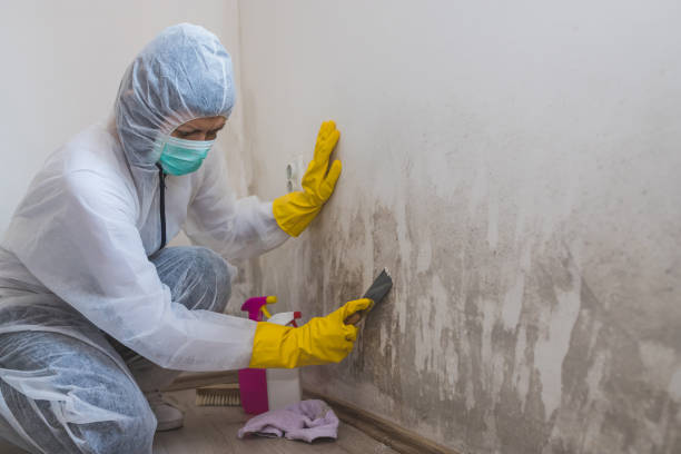 Best DIY Mold Remediation Support Services in Paris, TX