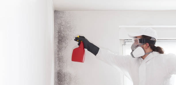 Trusted Paris, TX Mold Remediation Experts