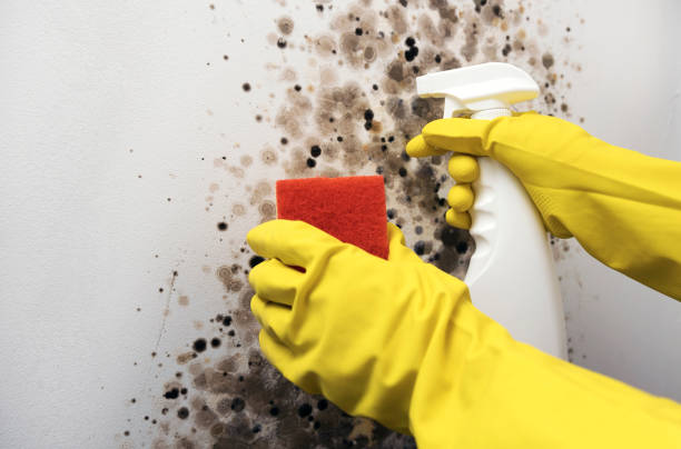 Best Black Mold Remediation in Paris, TX