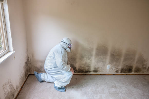Best Crawl Space Mold Remediation in Paris, TX
