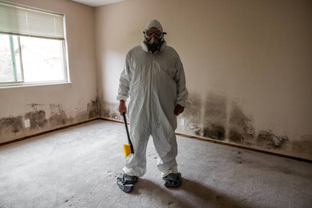 Best Basement Mold Remediation in Paris, TX